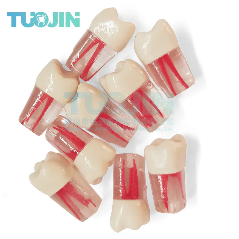 5pcs Dental Training Product Dental Resin Tooth Root Canal Teeth For Students Practice Model Teeth Study Teach Demonstration Too