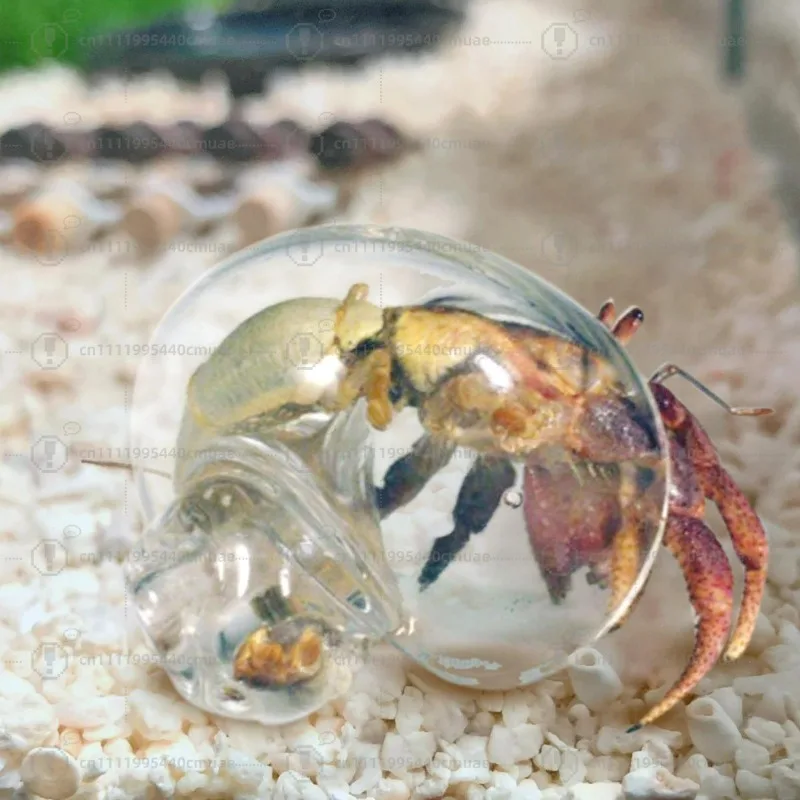 Hermit Crab House Clear Glass Conch Shells For Hermit Crab Fish Tank Ornaments Ideal Holiday Presents