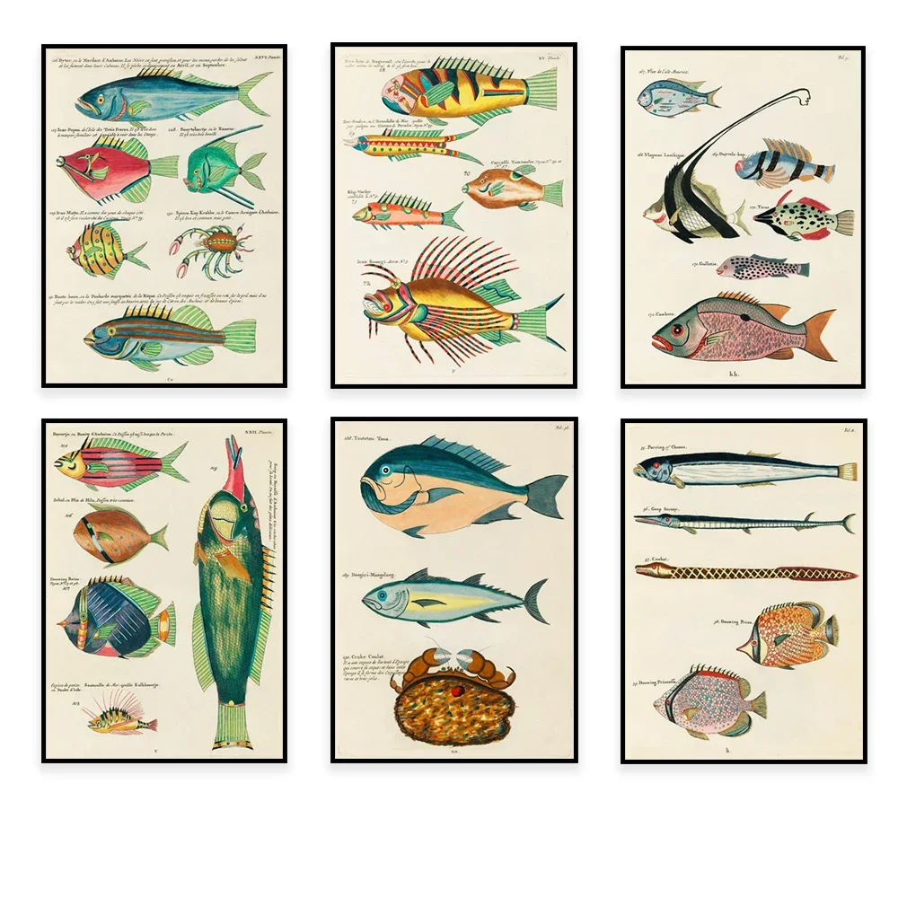 Louis Reynard 1678 -1746 Prints, Moluccas (Indonesia) and East Indies Colorful Fishes, Indian Marine Nature and Rare Posters