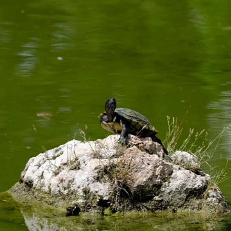 

4Pcs 118mm 1/10 Short Course Truck Tire Tyre with 12mm 14mm 17mm Wheel Hex for Trxs Slash ARRMA SENTON HSP HPI RC Car