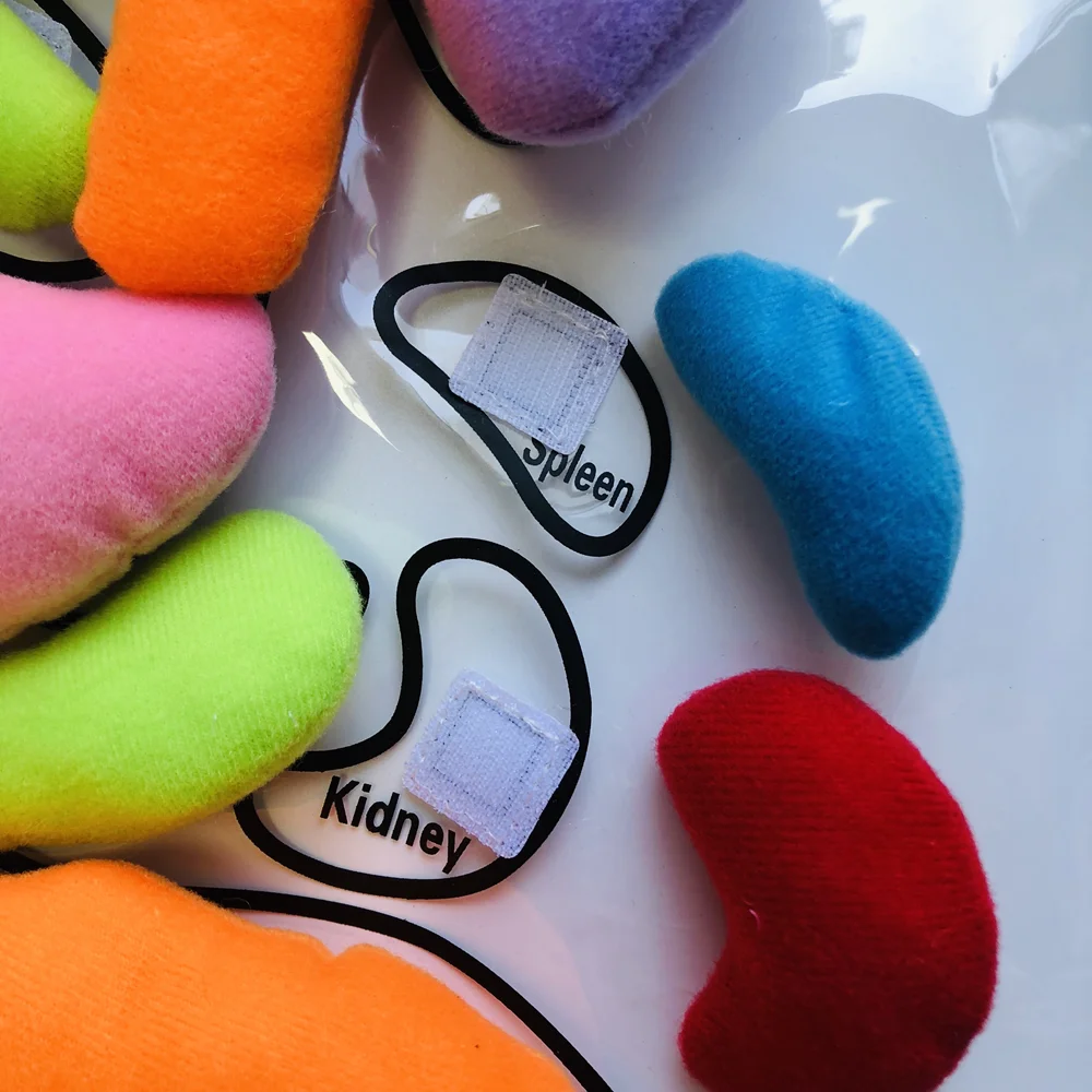 Human Organ Cognition Apron Montessori Biology Materials Early Educational Equipment To Learn Body Teaching Aids