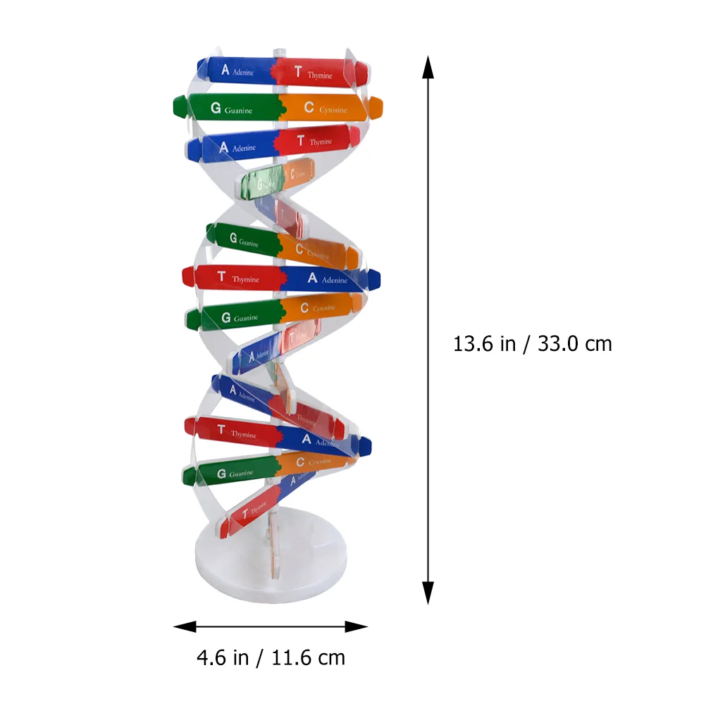 ألعاب الأطفال Dna Double Helix تساعد على تجميع الأطفال مجموعة أدوات تعليم العلوم والفصول الدراسية نموذج ورقي لـ