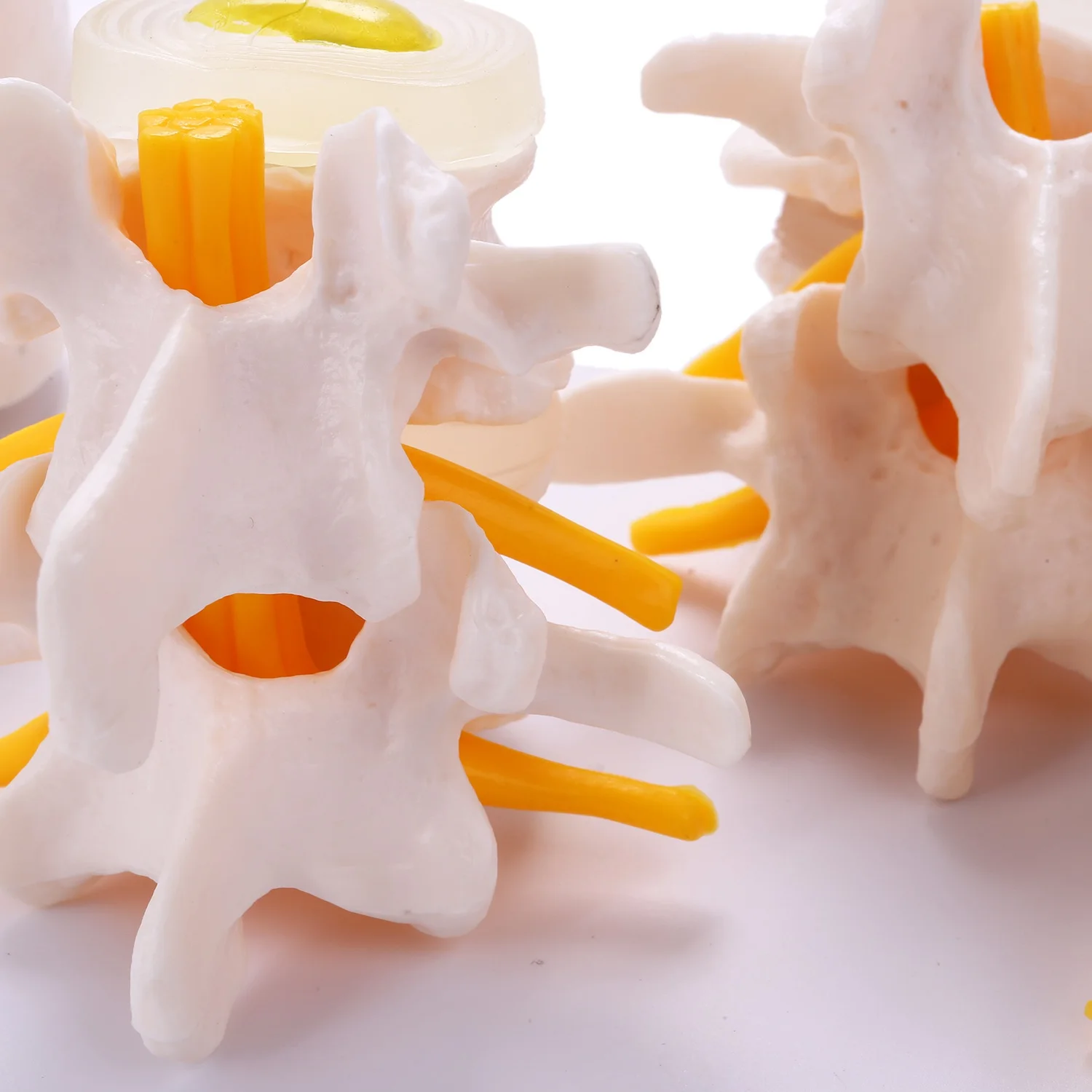 Anatomia człowieka Szkielet kręgosłupa 4- Model kręgosłupa lędźwiowego Czaszka mózgu Traumatyczne materiały dydaktyczne