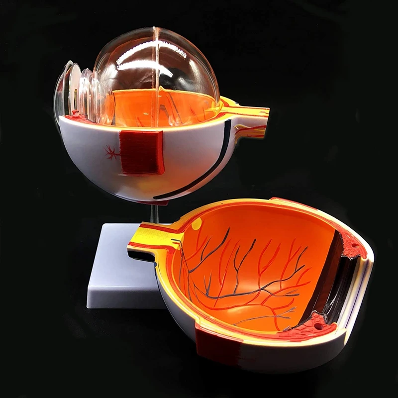 科学教室の研究のための人間の目の自動モデル、6x拡大、個人的に正確