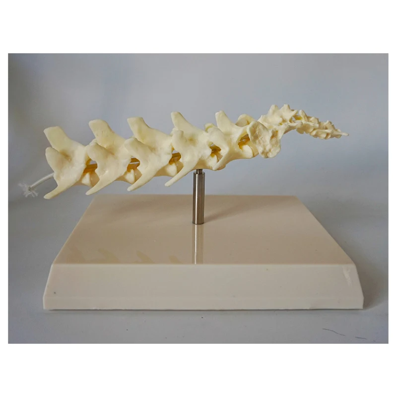 Dog Spine Model Dog Skeleton Canine Spine Veterinary Teaching Aids Animal Anatomy Model Medical Osteoporosis Model