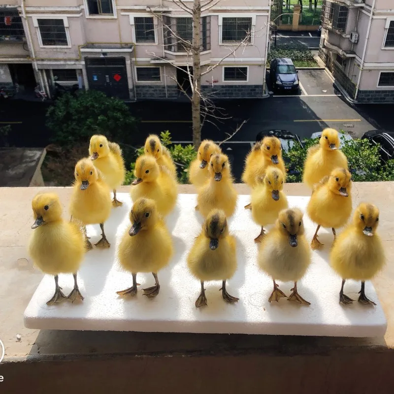 A Real Stuffed Chinese Duck, Tasseled Animal Specimen, Teaching and Decoration