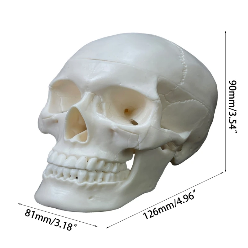 Human Skull Anatomical Model Skull Human Anatomical Anatomy Head Studying Anatomy Teaching Supplies Skull Model