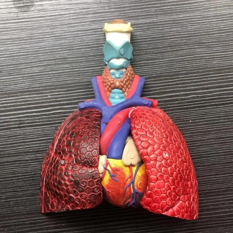 Plastic Throat Lung Segmental Anatomy Model Medical Teaching Anatomical Model