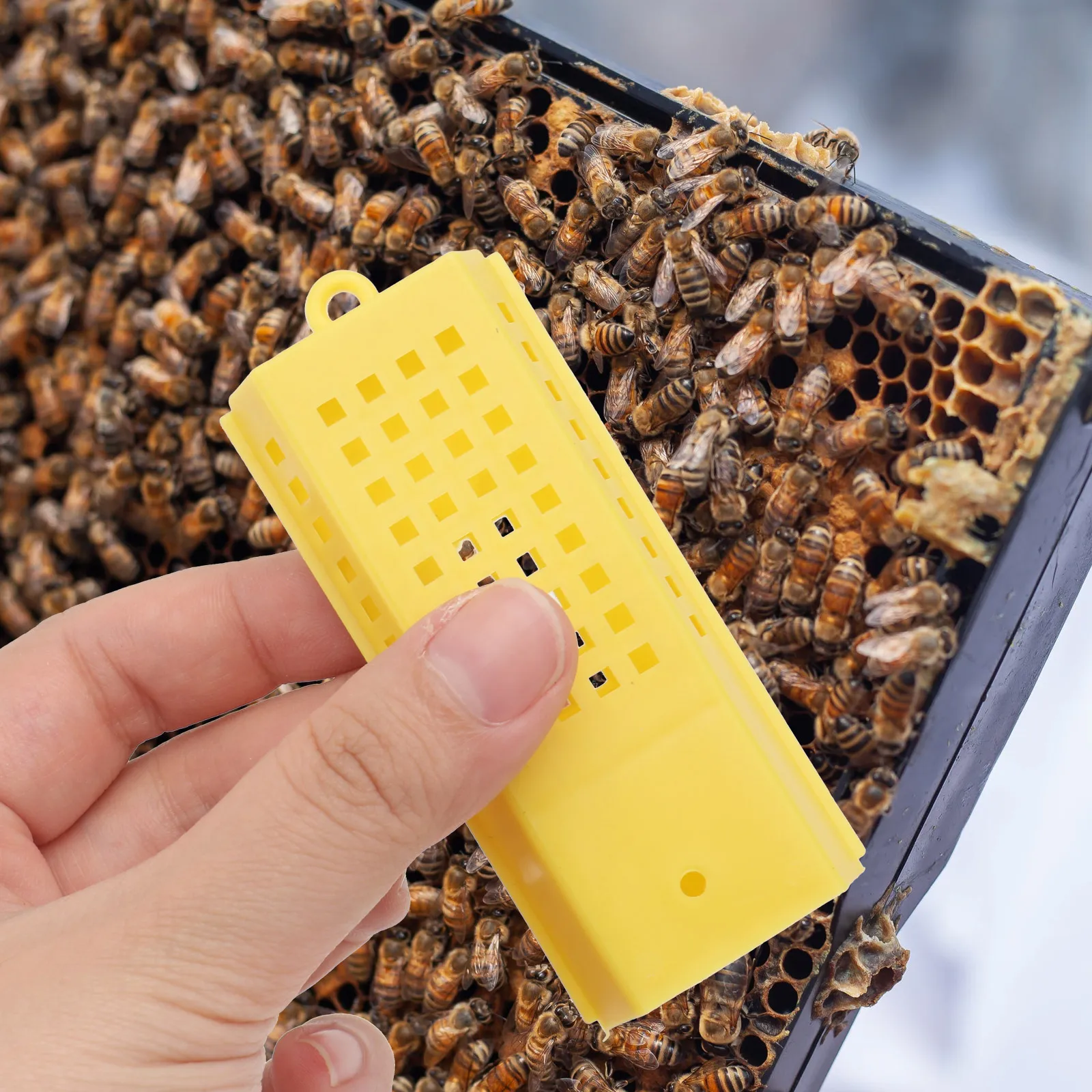 

10pcs Cage Beekeeping Tool Case Durable Safe Multi Bee Tool Function Catcher Accessories Gardening Supplies