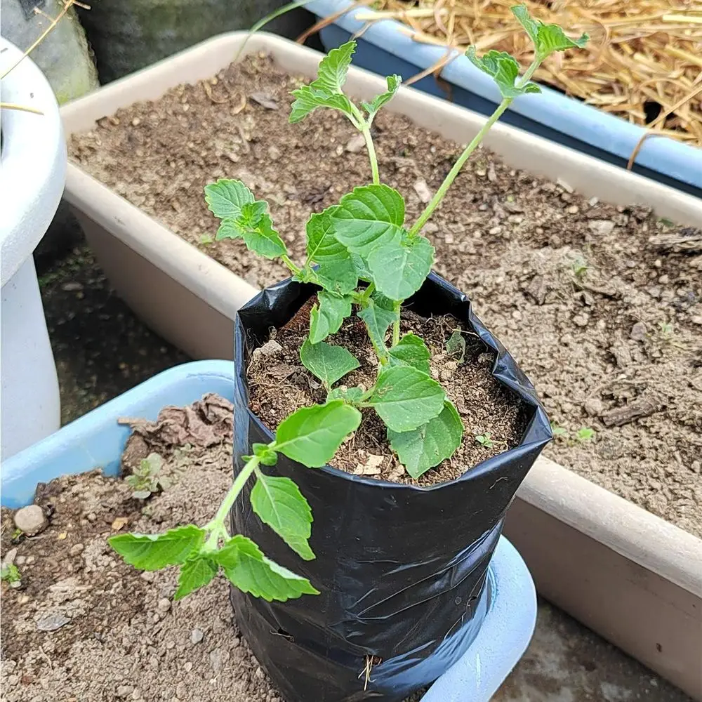Growing Bags, 100 Pcs Black Plastic Seedling Pots, Gardening Seed Plant Bags, Fruit Tree Seedling, Starting Saplings (7x8.7)