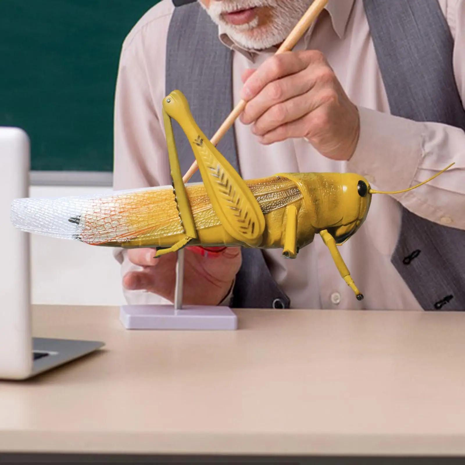 

Locusts Model Science Desktop Decor Sturdy for Science Classroom Study Display Lightweight Grasshopper Model Learning Toy