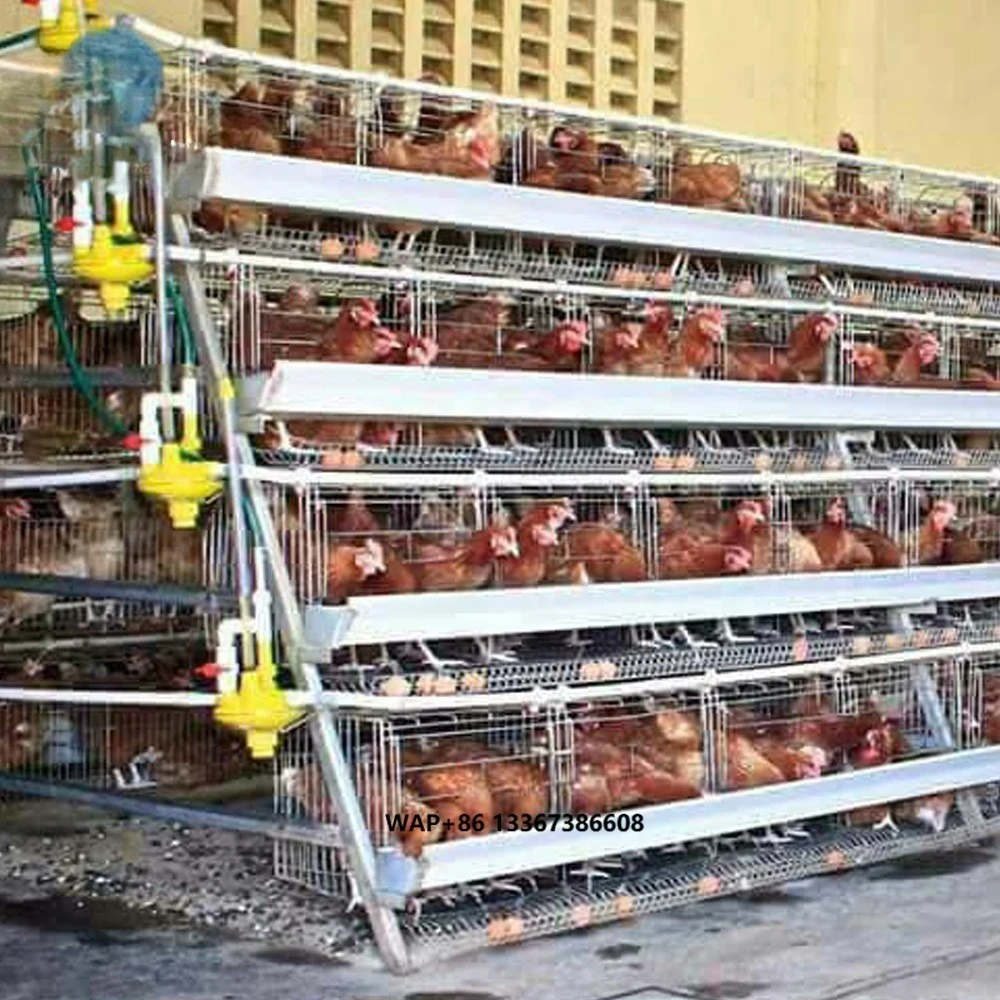 China Supplier Poultry Farm Design Layout/uganda Poultry Farm Automatic Chicken Layer Cage