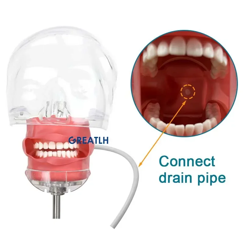 Symulator stomatologiczny głowa Model fantomowy z zębami dentysta praktyka nauczania materiałów laboratorium dentystyczne Model treningowy