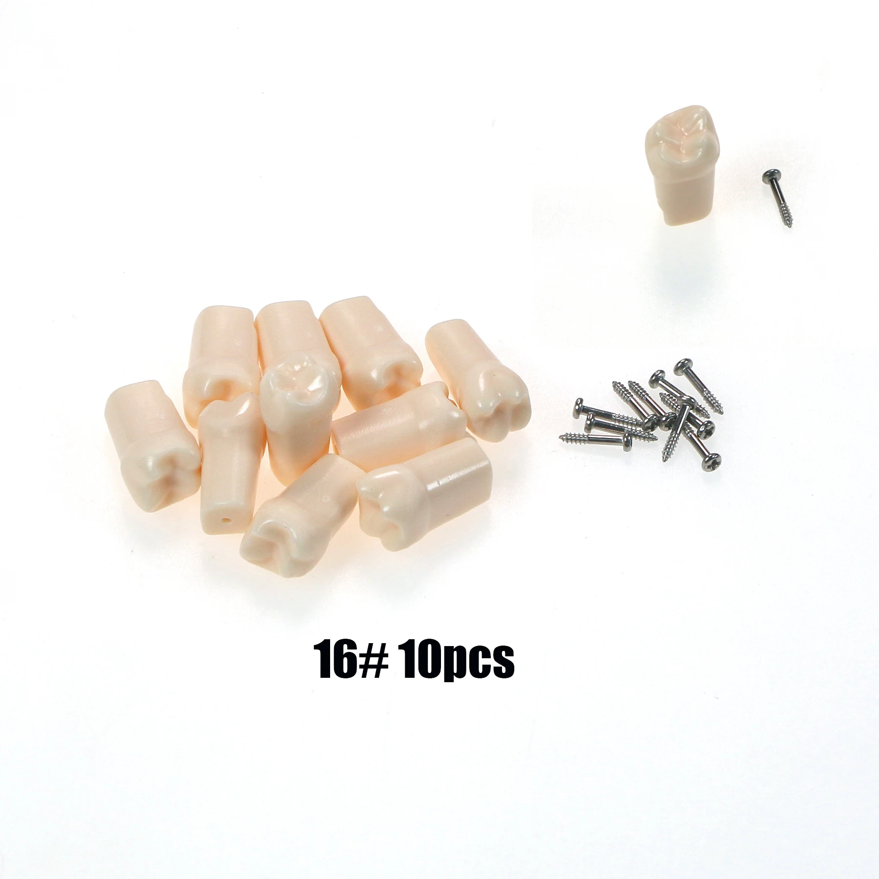 M8024 Dental Typodont Teeth Model Removable Individual Screw-in Resin Denture Practice Tooth Kilgore NISSIN 500 Type  10PCS