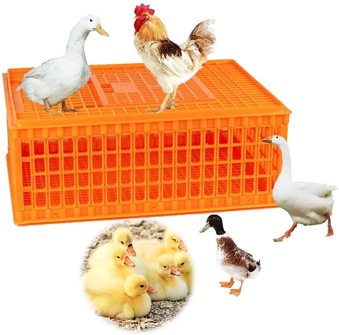 

Farm chicken transport crate Self-locking assembly crate and double chip chicken crate