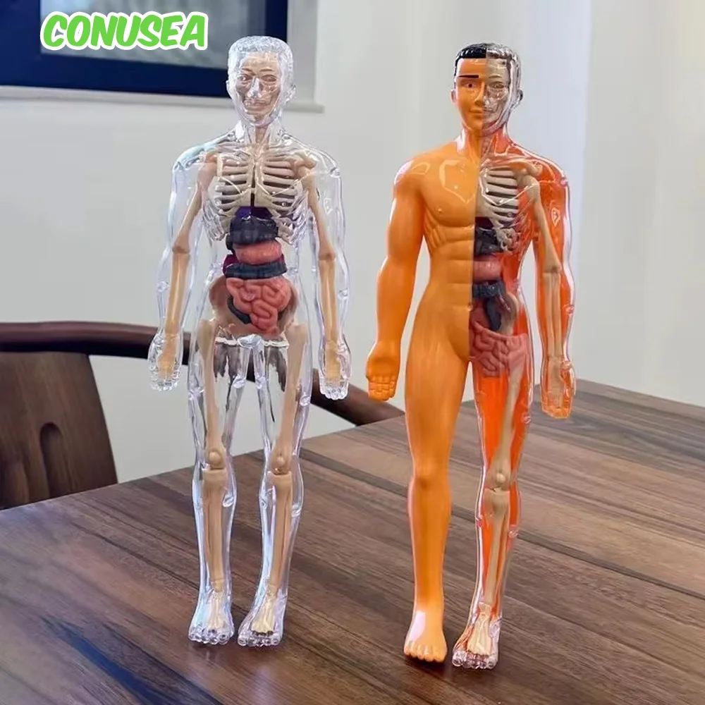Kinderen Wetenschapsonderwijs Cognitieve montage Menselijk skelet Orgel Model Speelgoed Skeletstructuur Puzzel Montagespeelgoed voor kinderen