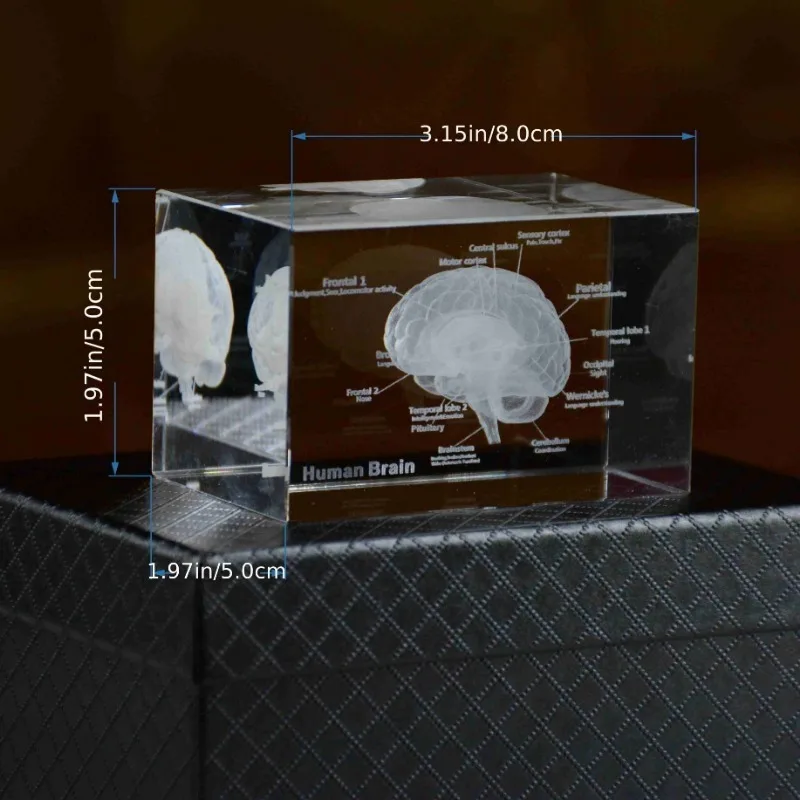3D Human Anatomical Model Crystal Laser Brain Sculpture Cube Paperweight Figurines Thinking Medical Science Gift