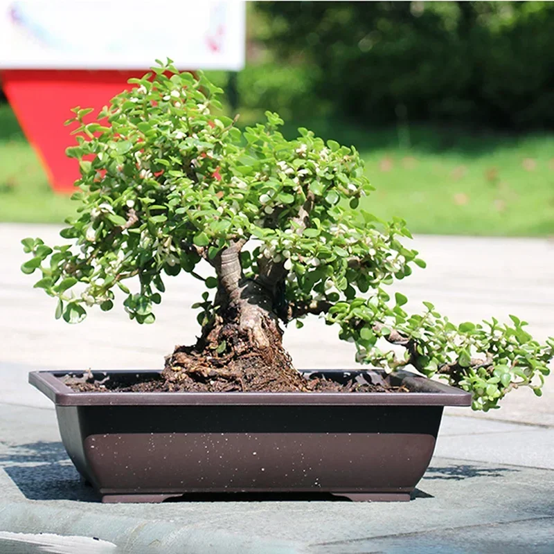 1 buah Pot bunga imitasi plastik balkon persegi Pot bunga mangkuk Bonsai pembibitan baskom penanam imitasi Pot bunga persegi panjang