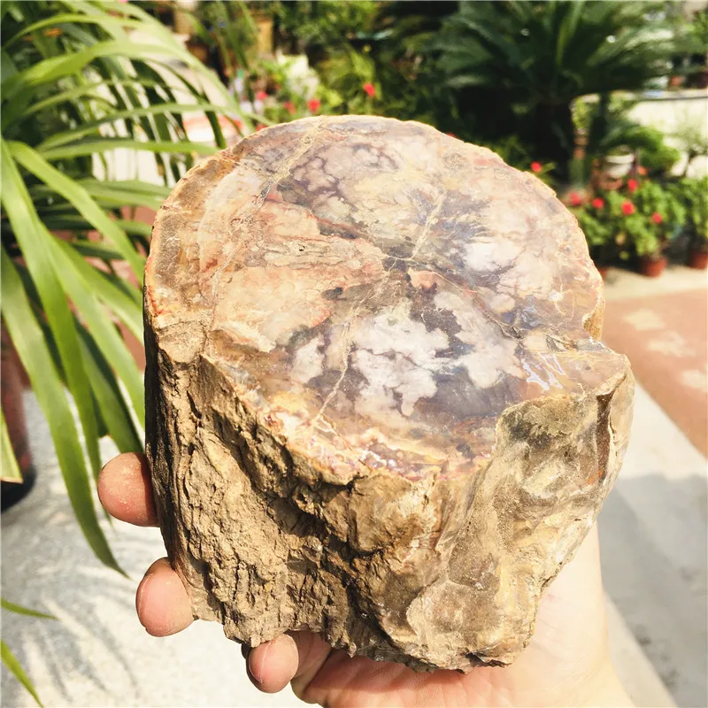 Natural Madagascar petrified wood crystal polish for furnishing pieces for healing home decor