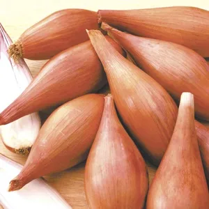 8ベストセールス野菜シード-5