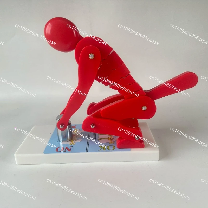 Human body bending over weightlifting spine force demonstration model fitness weight correct posture demonstration