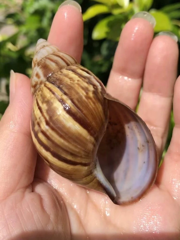 Agate Snail Shell, Natural Brown Conch, Hermit Crab Shell Replacement, Aquarium Decor, Home Aquatic Scaping Ornament