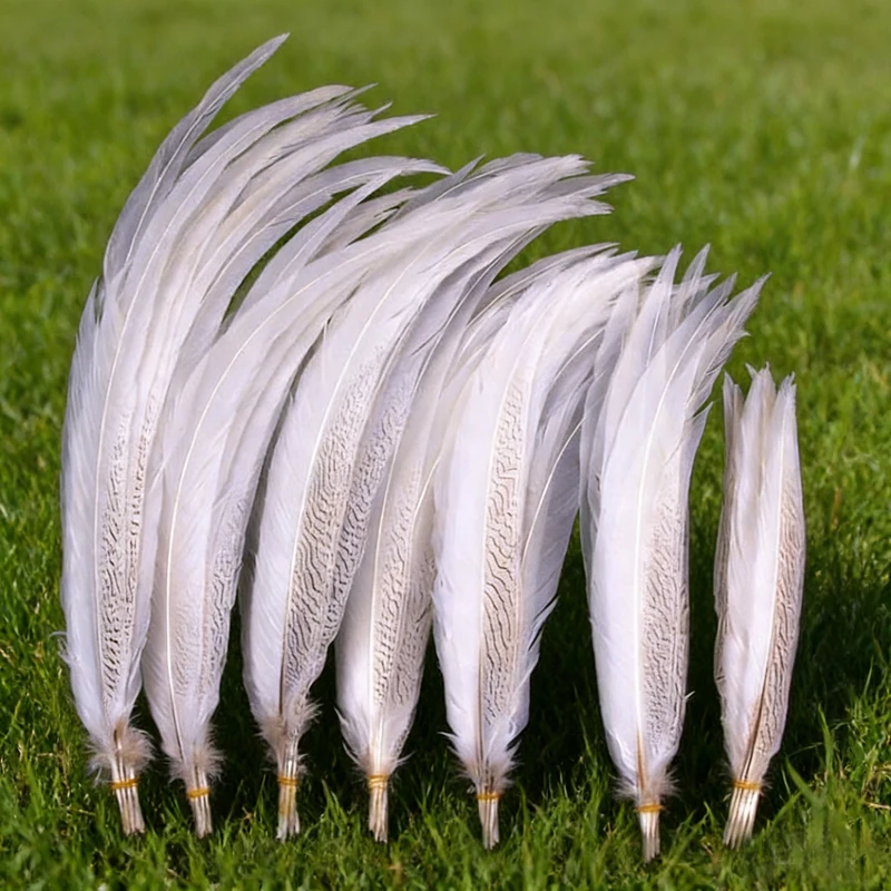

10Pc 10-65cm long Nature Silver Pheasant Tail Feathers,Loose Silver Pheasant Tails for crafts,wedding bouquets,