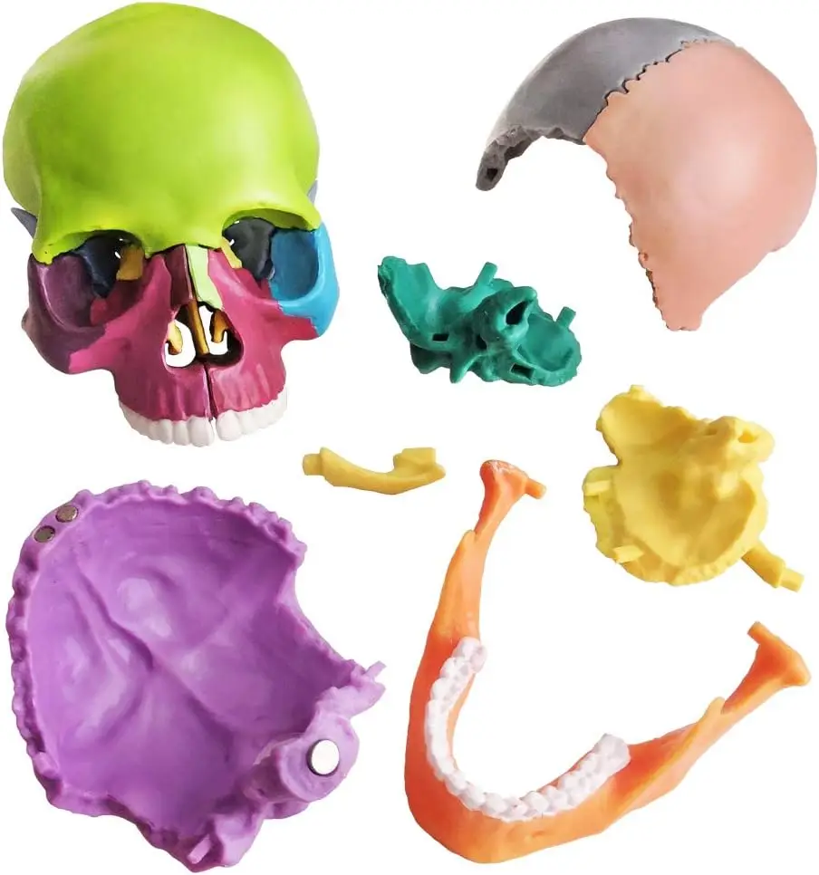 Anatomy Skull Model 15 Parts Human Anatomy Exploded Skull Detachable Palm-Sized Mini Human Color Medical Skull Model