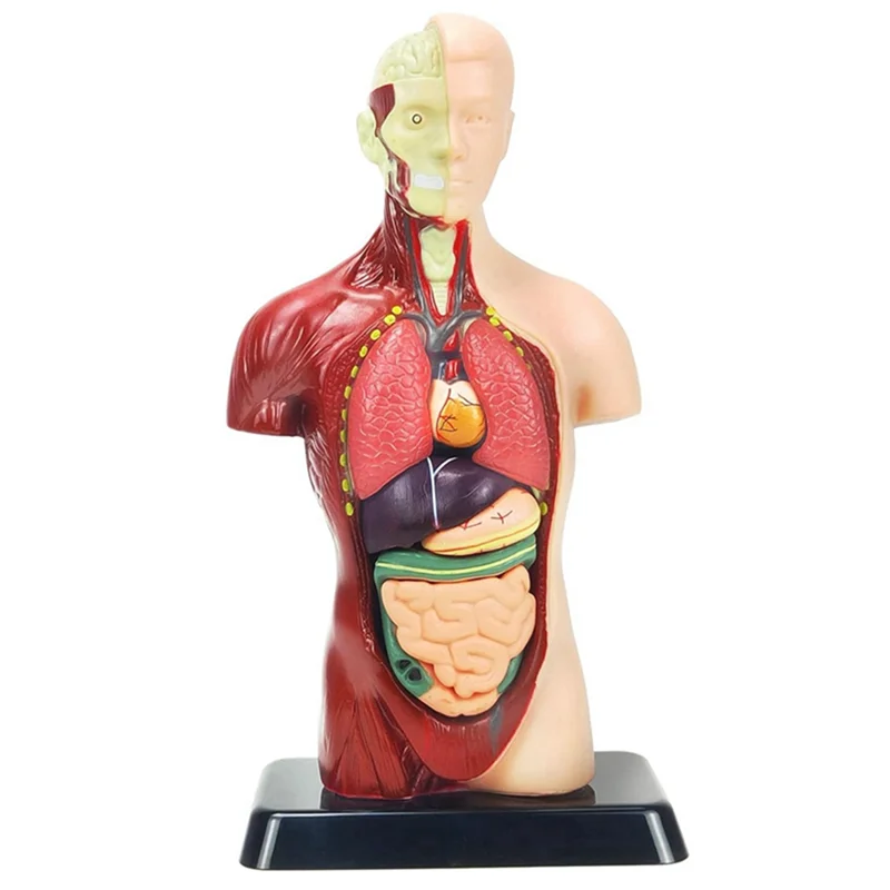 Human Body Model For Kids 11 Inch Multicolor Human Torso Anatomy Model Toys 8 Pcs Removable Anatomy Doll With Heart & Organs