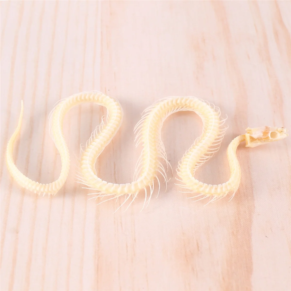 Campione animale di scheletro di serpente reale in campioni di aula scientifica per l'educazione scientifica