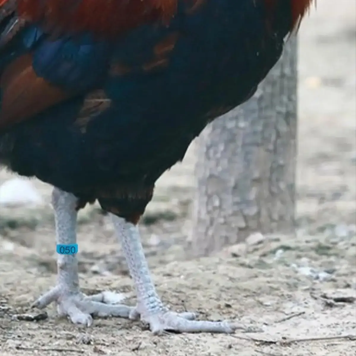 AA77 NEW  Chicken Thigh Ring Clip Numbered Leg Band Tags Chickens Ducks Leg Rings Clip Poultry Foot Rings