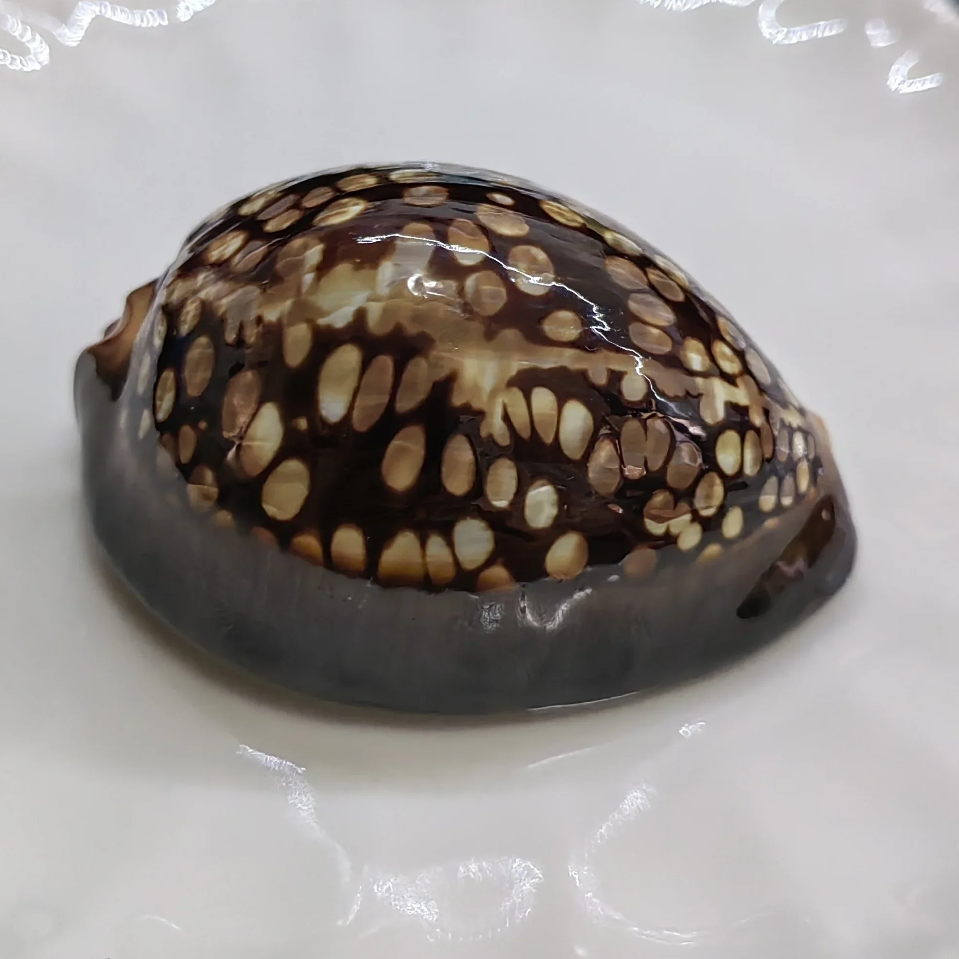 6-7 см горбатые каури, морские колокольчики, черепаховые раковины, натуральная раковина Mauritia Mauritiana, свадебный декор, ювелирные изделия в виде океана, прибрежные подарки