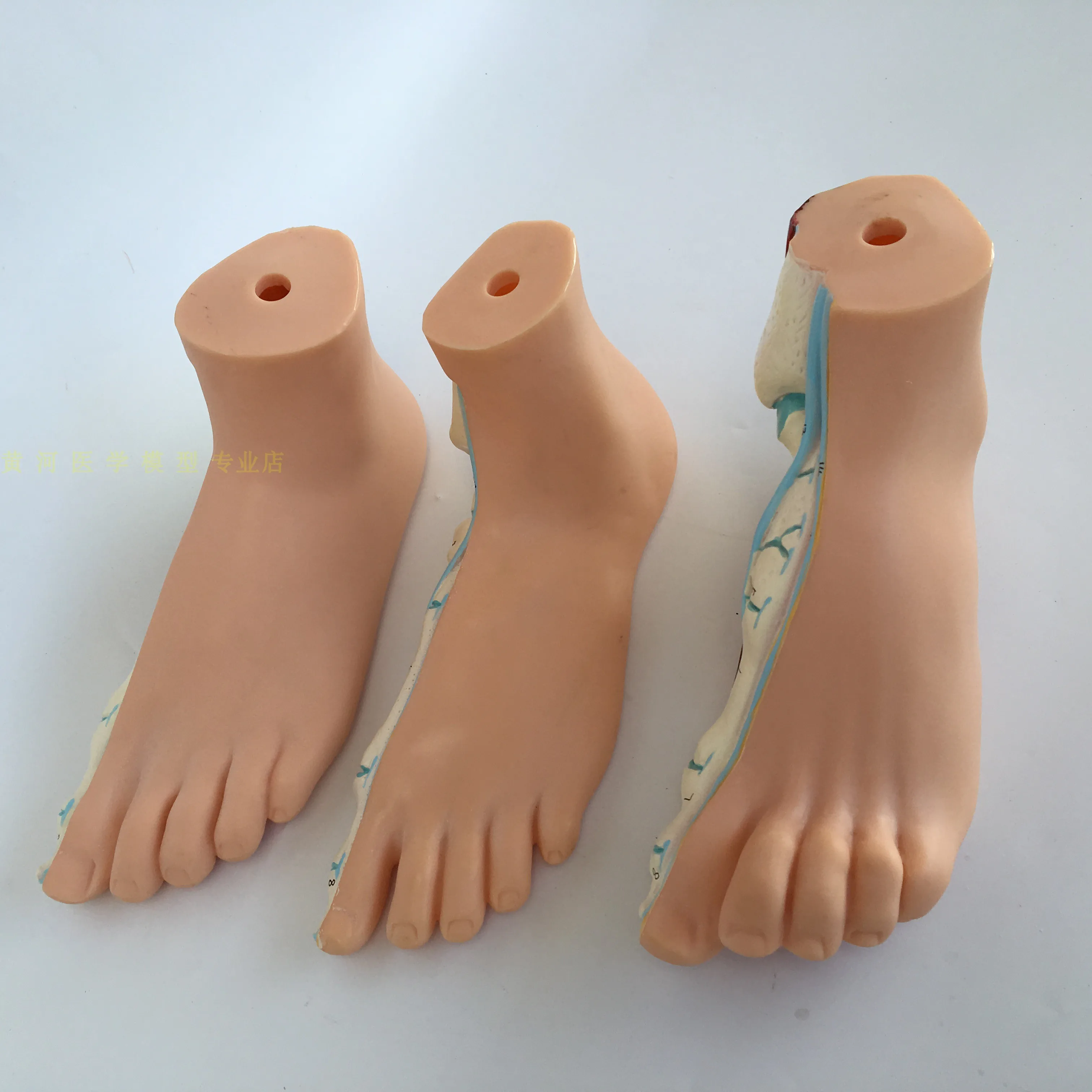 Human Foot Model Medical Teaching Anatomy Tool Human Foot Palm Muscle Model Arch Model Foot Anatomy Skeleton Flatfoot Anatomy