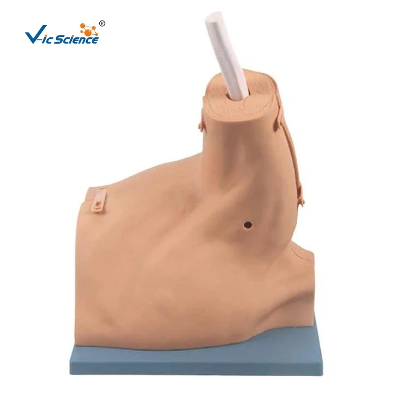

Medical Science Peritoneal Dialysis Model