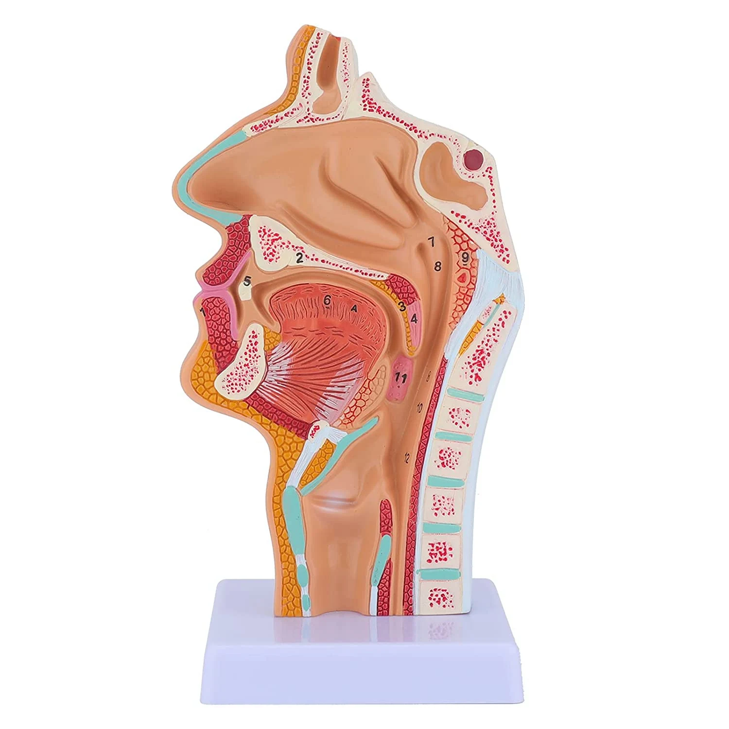 Venda quente cavidade nasal garganta anatomia modelo humano anatômico faringe laringe modelo para estudantes estudo exibição ensino