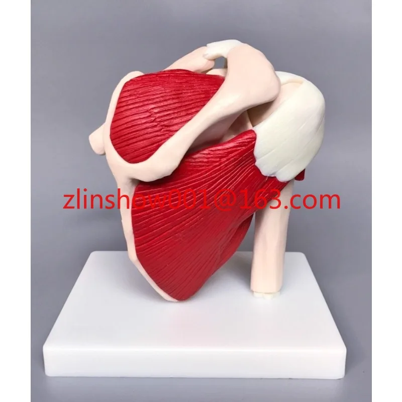 

Anatomical Functional Shoulder Joint Model with Ligaments and Muscles and Detachable Base for Medical and Scientific Research