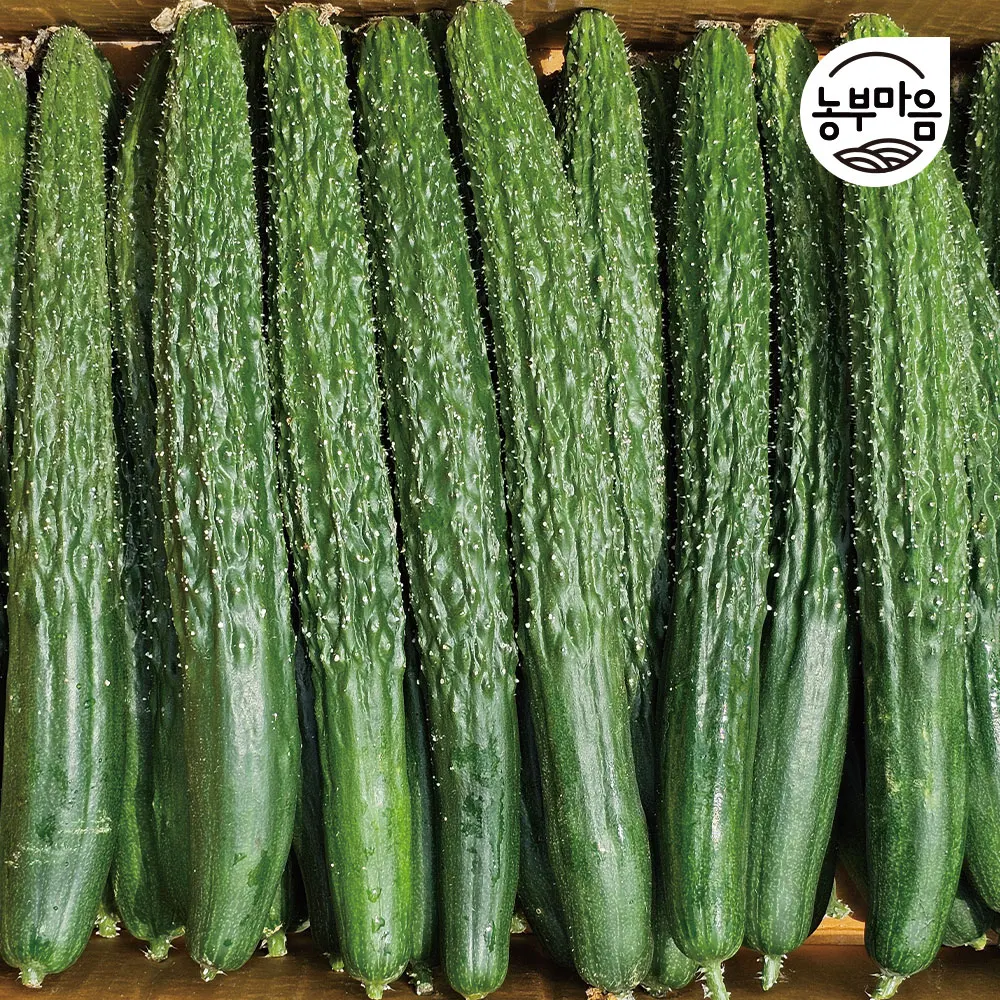 خيار بحري رطب ومقرمش (5 قطع، 10 قطع، 25 قطعة)
