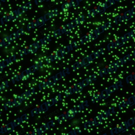 Monodisperse Green Fluorescent Polystyrene Microspheres /PS Fluorescent Microspheres/micron and Nano Homogeneity/microplastics