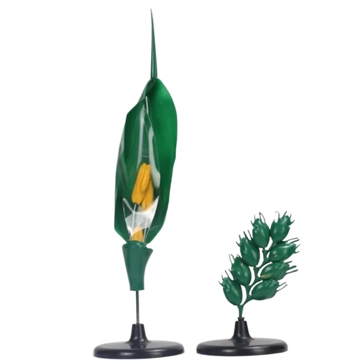 

Wheat flower model, teaching display biological plant structure enlarged model typical flower structure model