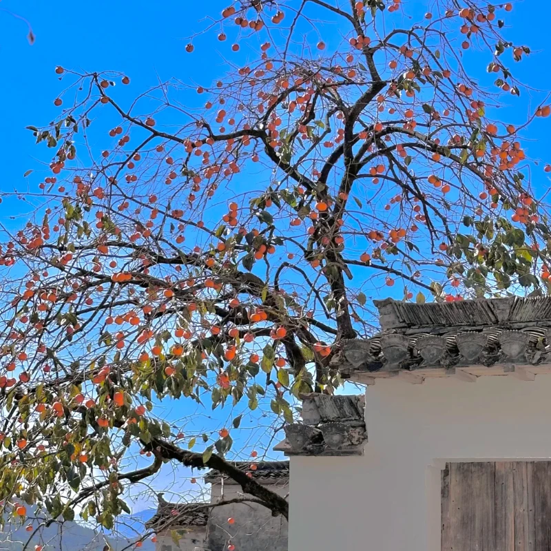 

Цифровой сервопривод JX Servo WP5318HV — крутящий момент 18 кг, водонепроницаемый, металлическая шестерня (25 т), для радиоуправляемых автомобилей, лодок, гусеничных машин (TRX-4) и робототехники