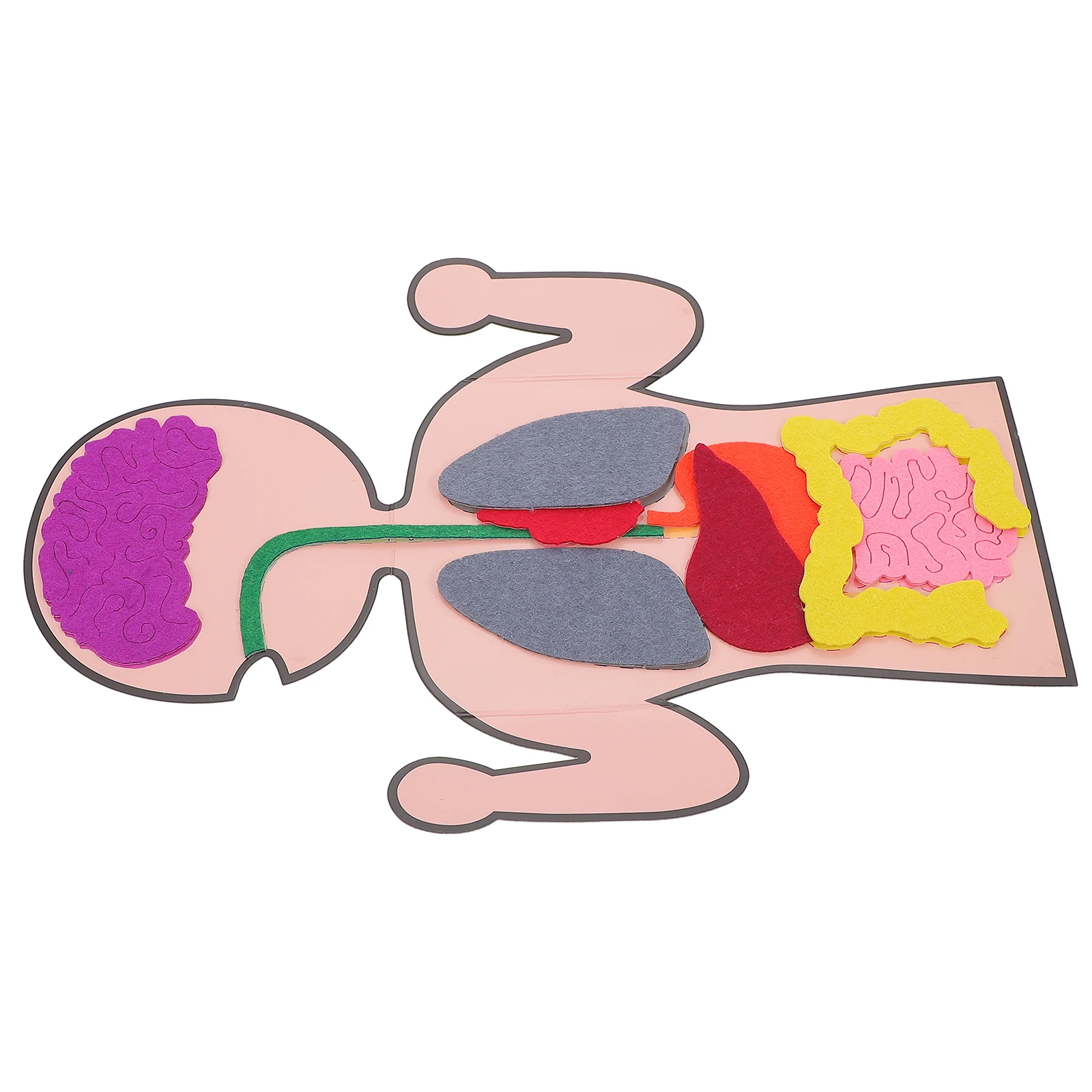 

3 Sets Teaching Aids Organ Toys Human Body Anatomy Cognitive Organs Creative Model Models Tools for Kids
