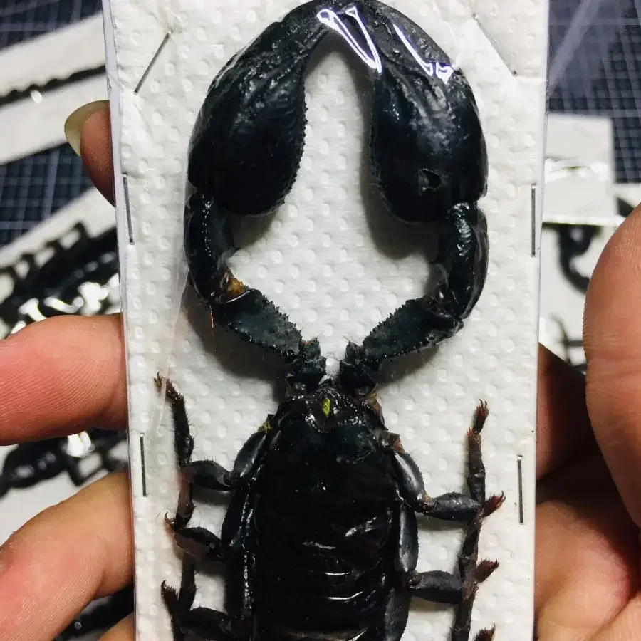 5PCS Real Insect Specimen Scorpion Spider Wasp Beetle Ideas Small Ornament Teaching Observation Collectible Art V02 Statue