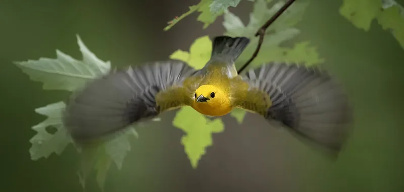 

FLYWOO RB1003 Brushless Motor - 14800KV, High Efficiency & Stable Control for Whoop/Toothpick Drones