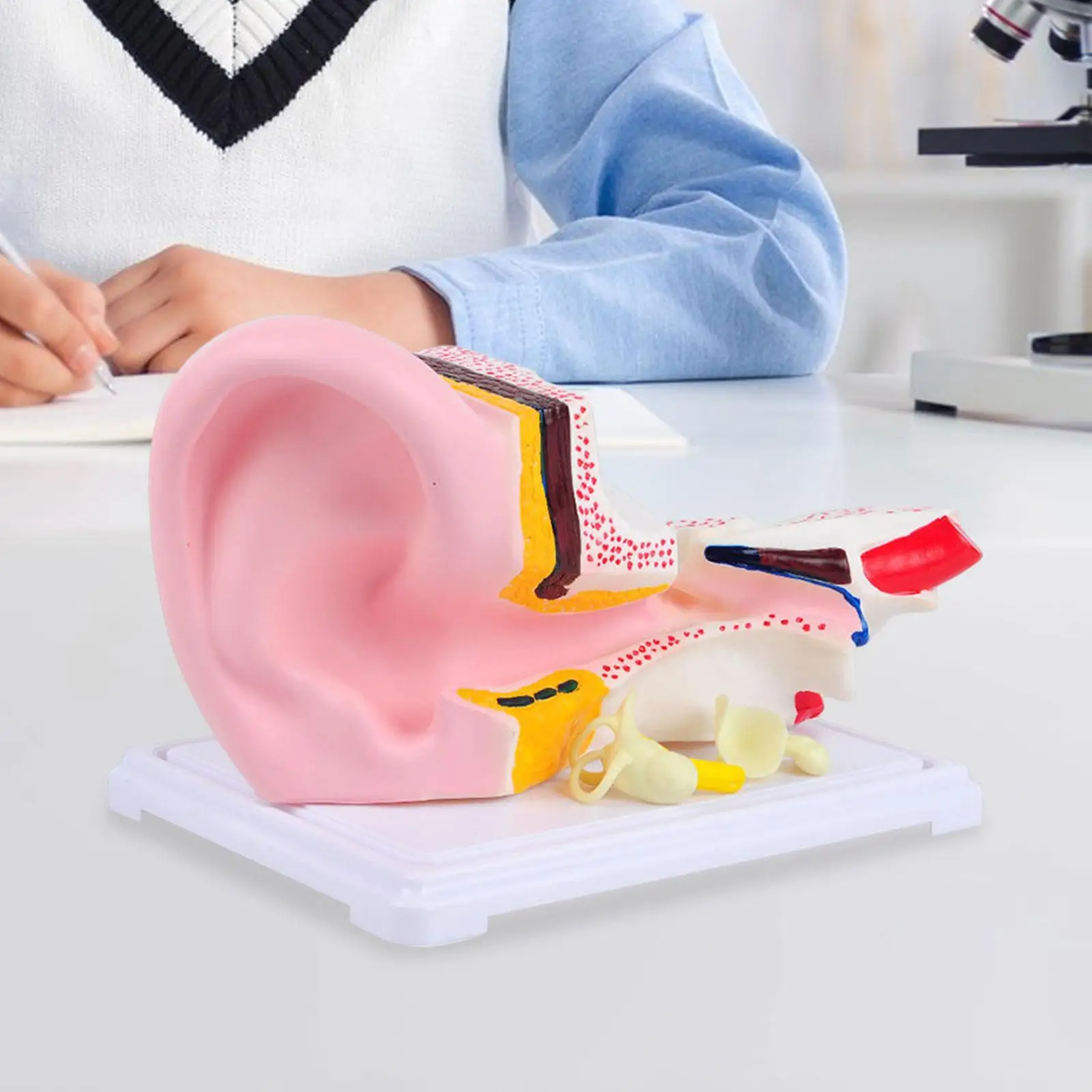

Human Ear Model, Anatomically Anatomical Ear Model Removable Accurate Professional Medical Model for Desktop Display Education