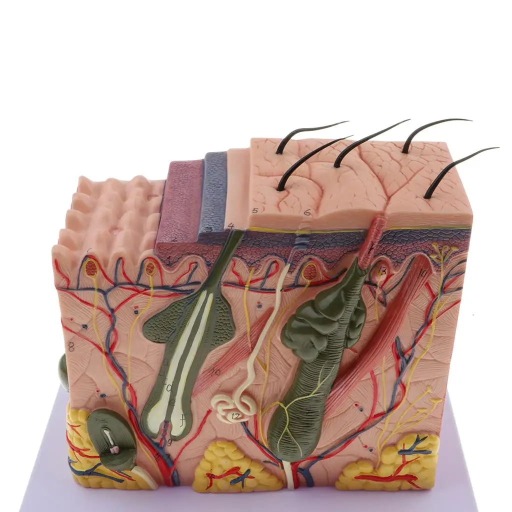 Human Skin Tissue w/Appendages Biological Demonstration Model 70X Enlarged