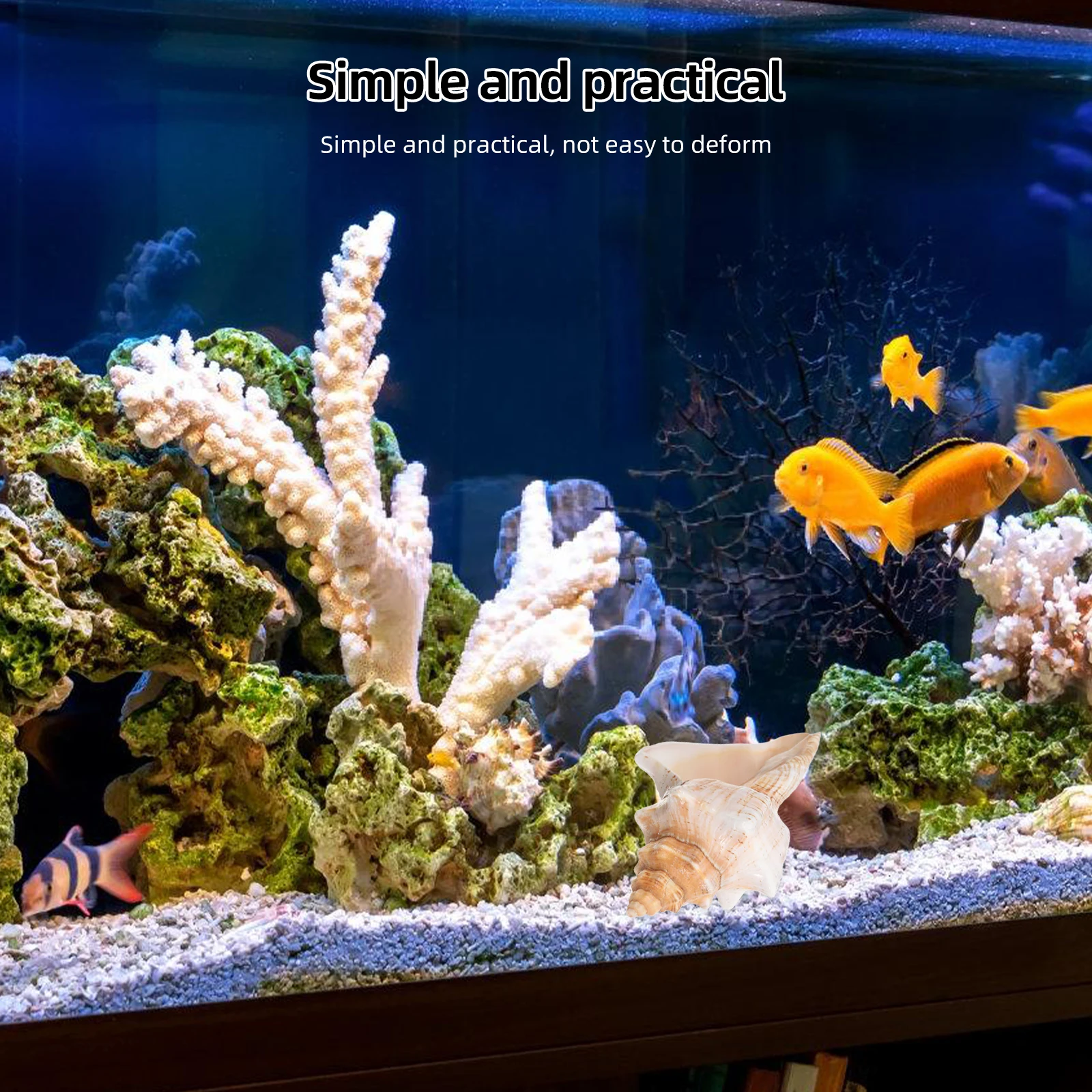 

Large Striped Conch Shells Ocean Decor Ideal for Aquariums Vases Air Plants Wedding Party Photography Props Striped Sea Shells