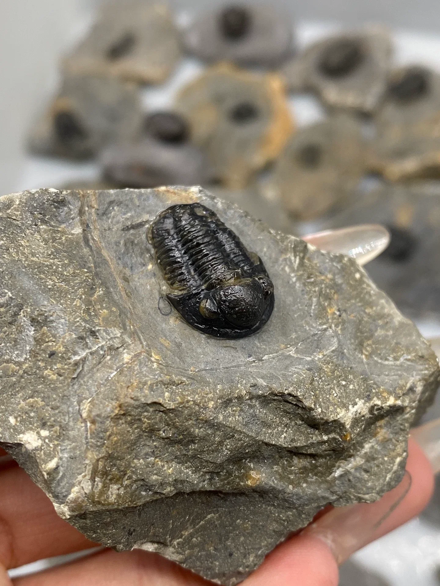 

Натуральные часовые насекомые Марокканская коллекция украшений для дома