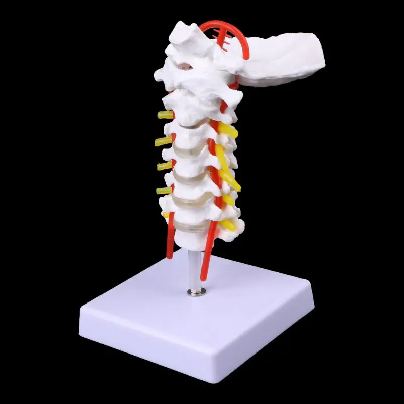 Vertebra Serviks Arteria Tulang Belakang Saraf Tulang Belakang Model Anatomi Ukuran Hidup