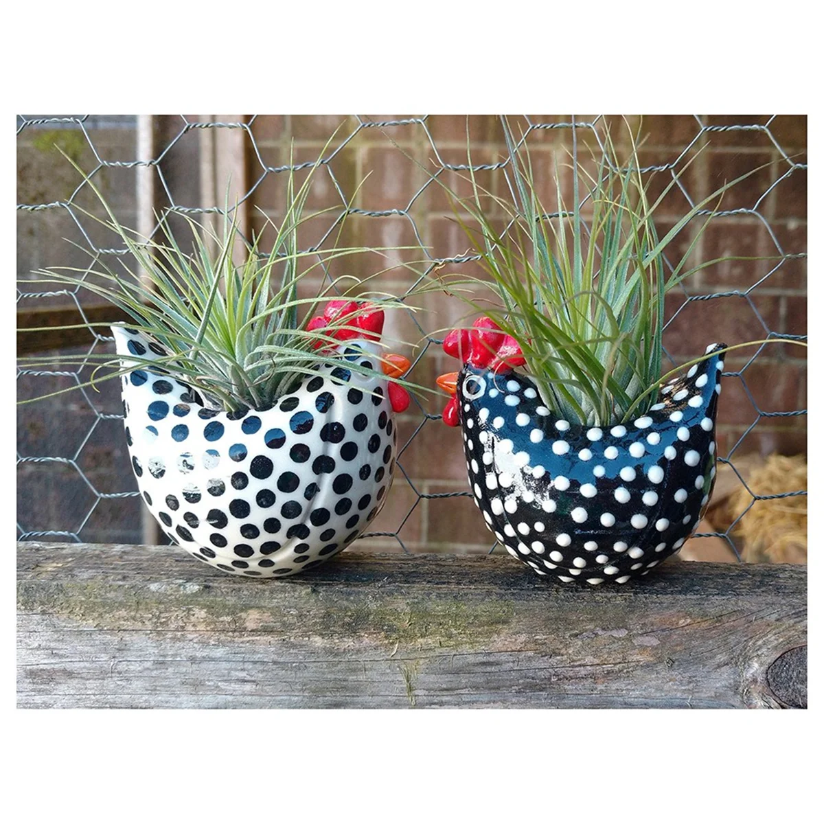 

Free Range Black and White Chickens Collection Rooster Planter, Black Chicken Lover