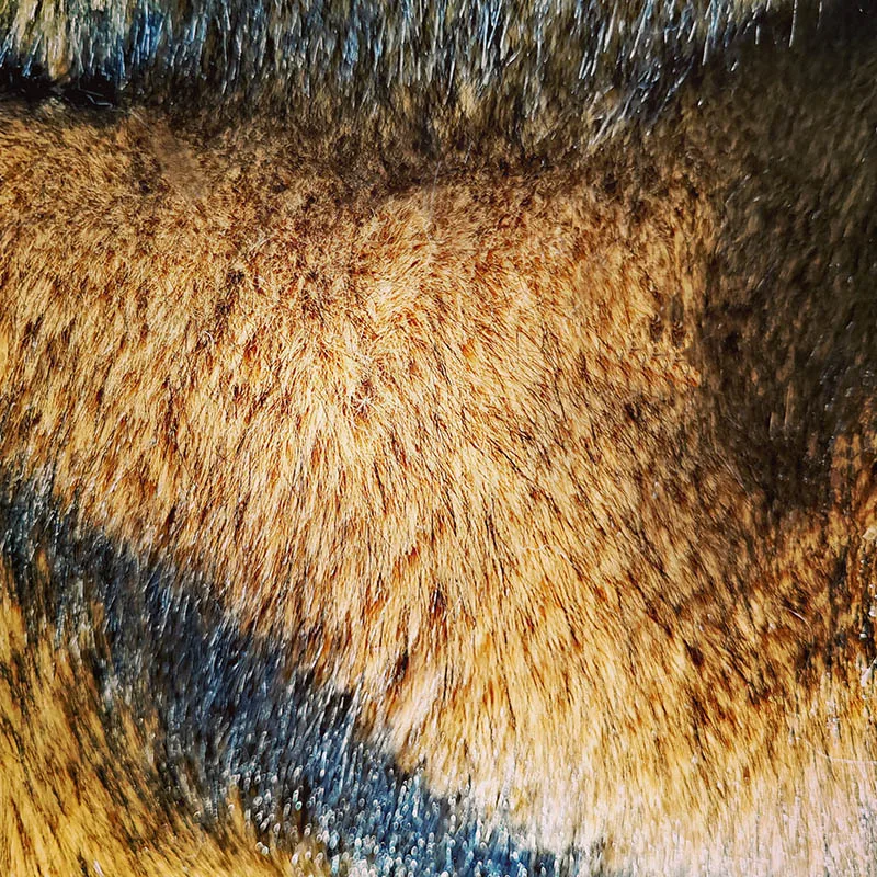 الكركم الأصفر فو الفراء النسيج ، حوالي 3-5 سنتيمتر طرف الشعر الأسود ، فرو الثعلب الاصطناعي ، الخياطة Diy بها بنفسك معطف طوق ، ملابس المرحلة ، الديكور